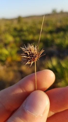 Image of Rhynchospora megaplumosa by (c) Scott Ward, some rights reserved (CC BY)