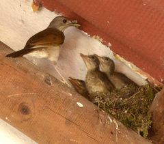 Pale-Breasted Thrush photo 6