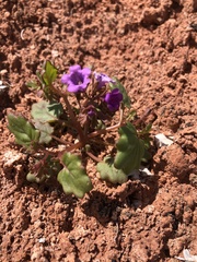 Phacelia pulchella