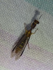 Spaminta minjerribae