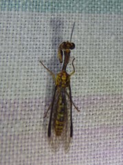 Spaminta minjerribae