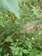 Toxomerus floralis