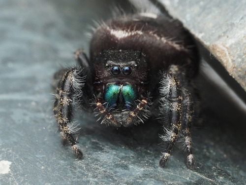 Bold Jumping Spider photographed in Pennsylvania