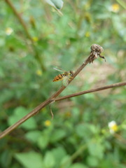 Toxomerus floralis