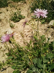 Pseudopodospermum papposum