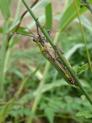 Zonocerus variegatus