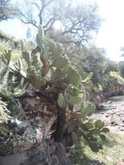 Opuntia durangensis