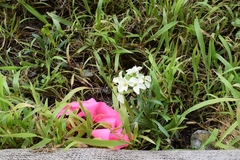 Erysimum franciscanum