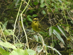 Atlapetes citrinellus