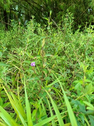 Tibouchina aspera, photograph 3