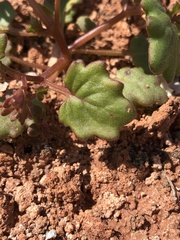 Phacelia pulchella