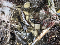 Palaemon macrodactylus