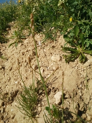 Asphodelus tenuifolius