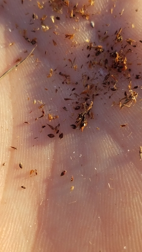 Image of Rhynchospora fernaldii by (c) Scott Ward, some rights reserved (CC BY)
