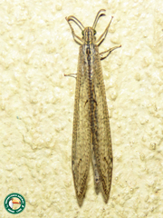 Nemoleontinae