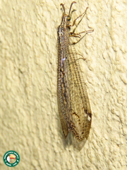 Nemoleontinae