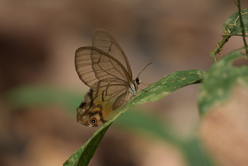 amber phantom