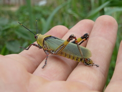 Zonocerus variegatus
