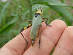 Zonocerus variegatus