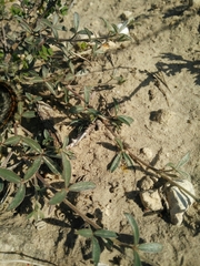 Argyrolobium harveyanum