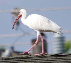 Eudocimus albus