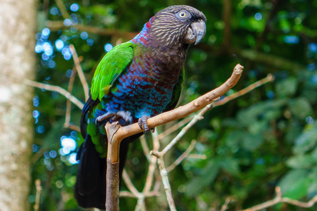Red-Fan Parrot