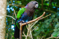Red-Fan Parrot photo 1