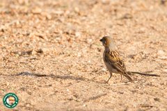 Passer rufocinctus