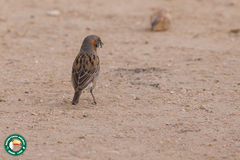 Passer rufocinctus