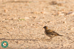 Passer rufocinctus