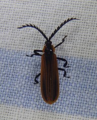 Trichalus ampliatus