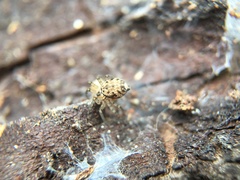 Oecobius navus