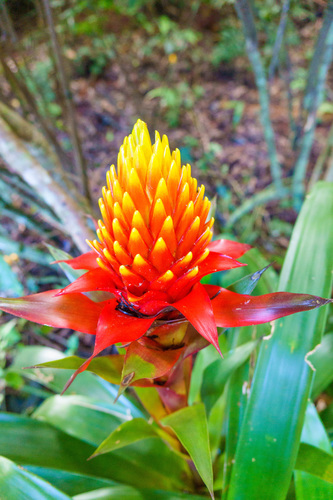 Guzmania conifera, photograph 3