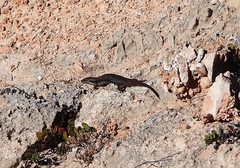 Bright Crevice-Skink photo 3