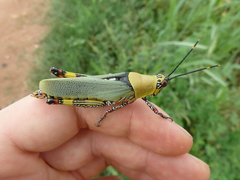 Zonocerus variegatus