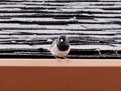 Junco hyemalis oreganus