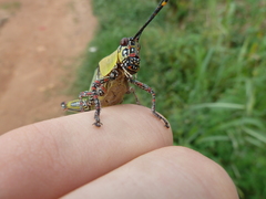 Zonocerus variegatus