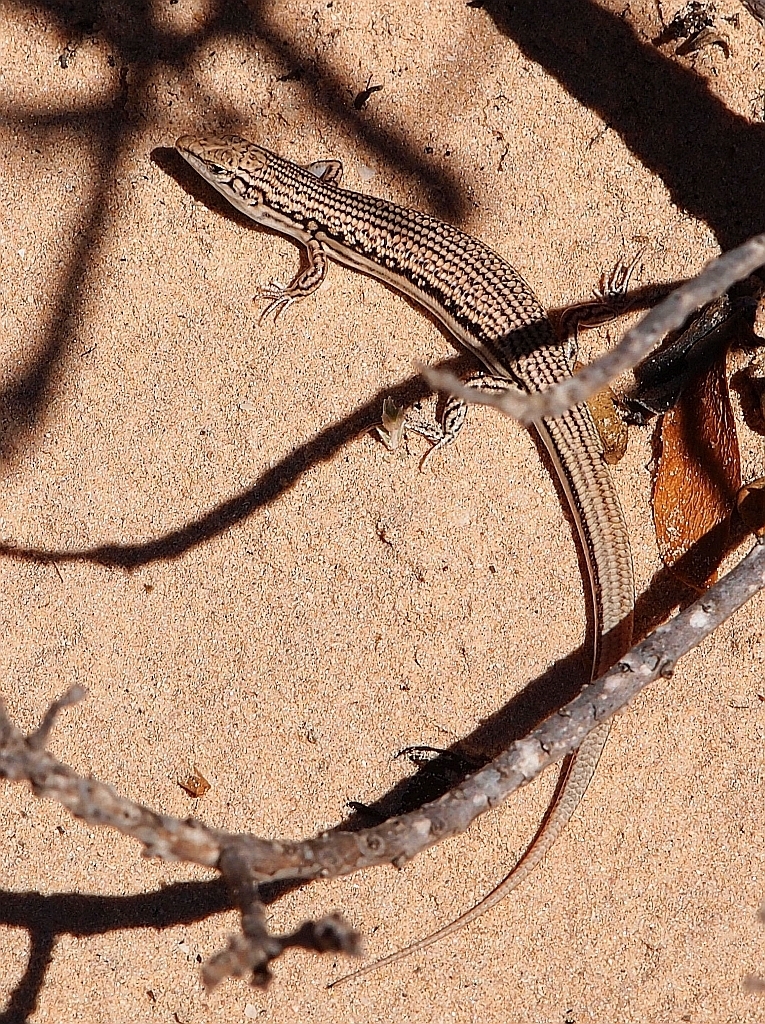 Wedgesnout Ctenotus