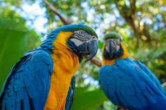 Blue-And-Yellow Macaw photo 5