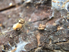 Oecobius navus