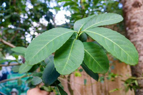 Ilex paraguariensis