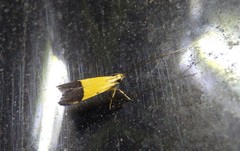 Crocanthes micradelpha