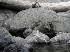 Cinclodes albiventris