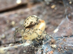 Oecobius navus