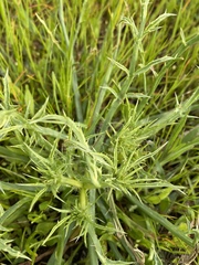 Eryngium vaseyi