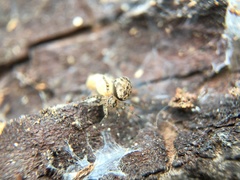 Oecobius navus