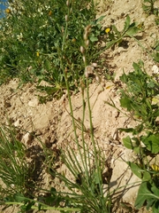 Asphodelus tenuifolius