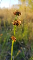 Rhynchospora cephalantha