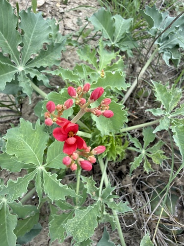 Jatropha berlandieri Torr. 2