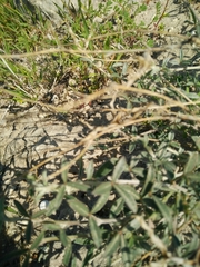 Argyrolobium harveyanum